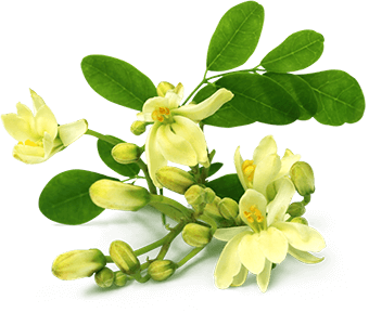 Moringa flower