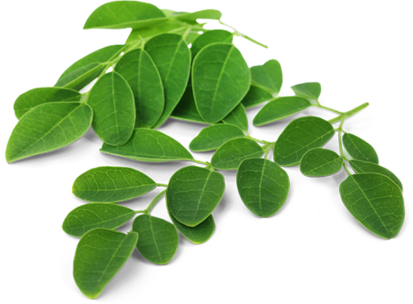 Moringa Leaf